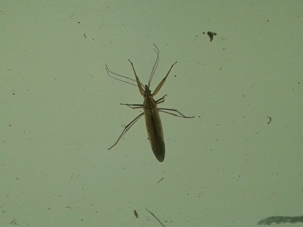 Nabidae: Nabis capsiformis della Campania (NA)